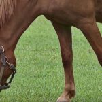 Keeping animals of all sizes, from cats to horses, cool during record heat