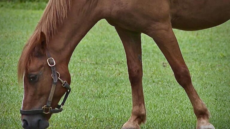 Keeping animals of all sizes, from cats to horses, cool during record heat