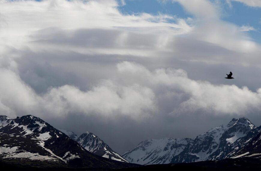 Officials search for bear that attacked a woman hiking on a popular Alaska trail