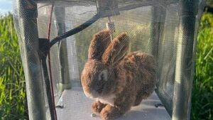 Robot rabbits in Florida battle to control invasive…