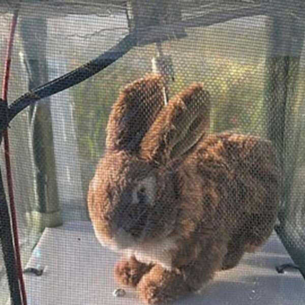 Robot rabbits in Florida battle to control invasive&hellip;