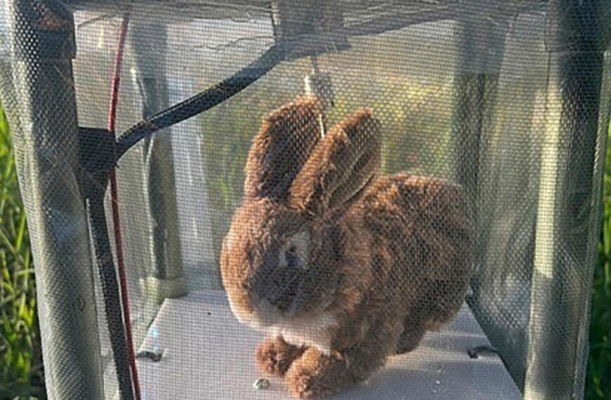 Robot rabbits in Florida battle to control invasive Burmese pythons in Everglades