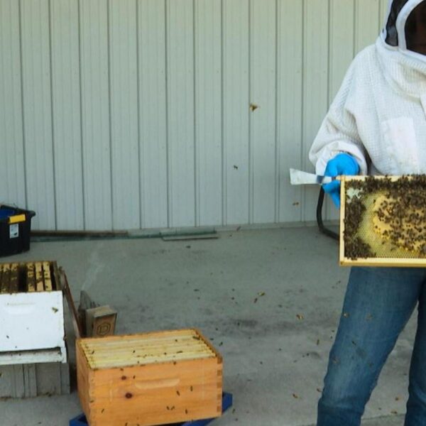 Former K-9 busy as a bee sniffing out&hellip;