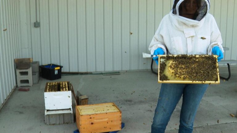 Former K-9 busy as a bee sniffing out threats to Michigan State University colonies