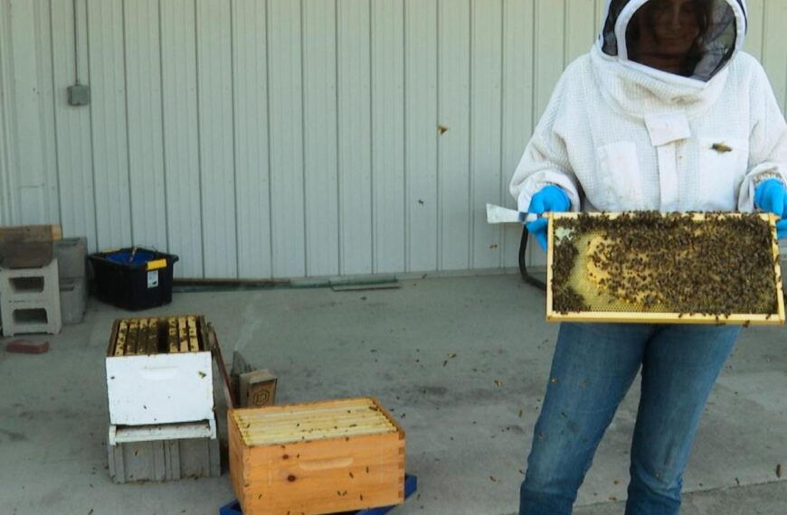 Former K-9 busy as a bee sniffing out threats to Michigan State University colonies