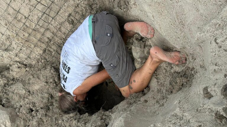 Hurricane Erin never hit land or caused major damage, but endangered turtle nests weren't so lucky