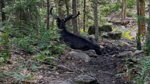 Ailing bull moose on Adirondack mountain hiking trail…