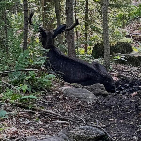 Ailing bull moose on Adirondack mountain hiking trail&hellip;