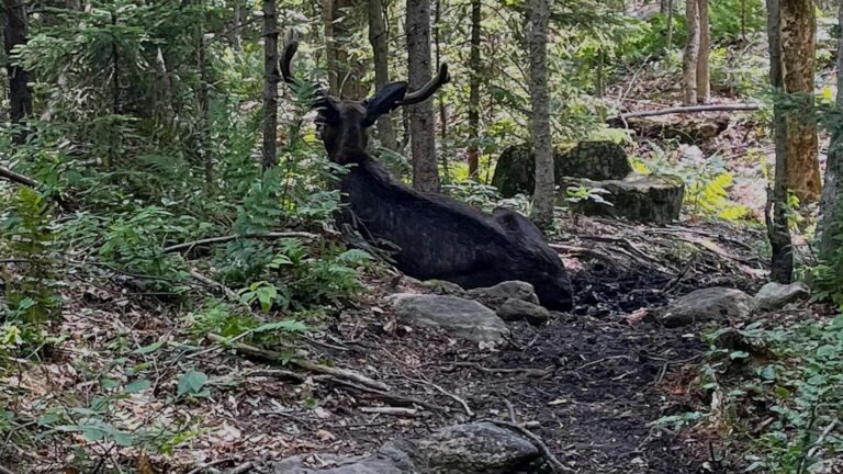 Ailing bull moose on Adirondack mountain hiking trail in New York put down