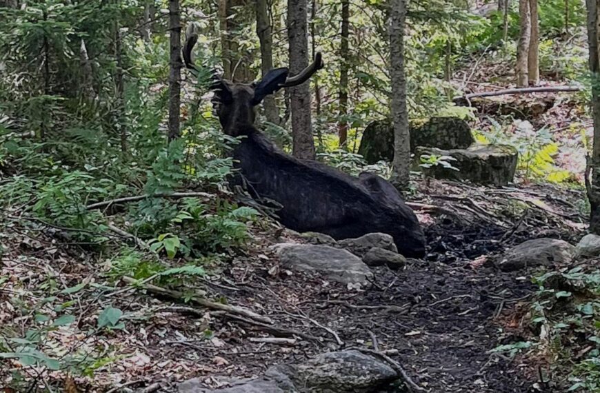 Ailing bull moose on Adirondack mountain hiking trail in New York put down