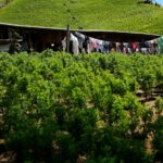 US designates Colombia as failing to cooperate in the drug war for first time in nearly 30 years