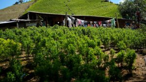 US designates Colombia as failing to cooperate in…