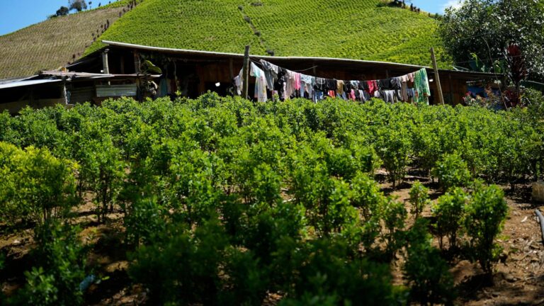 US designates Colombia as failing to cooperate in the drug war for first time in nearly 30 years