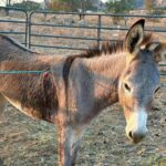 Donkey recovering after latest arrow attack on wild burros in California