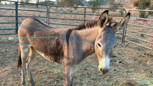 Donkey recovering after latest arrow attack on wild…