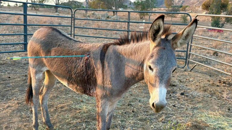 Donkey recovering after latest arrow attack on wild burros in California