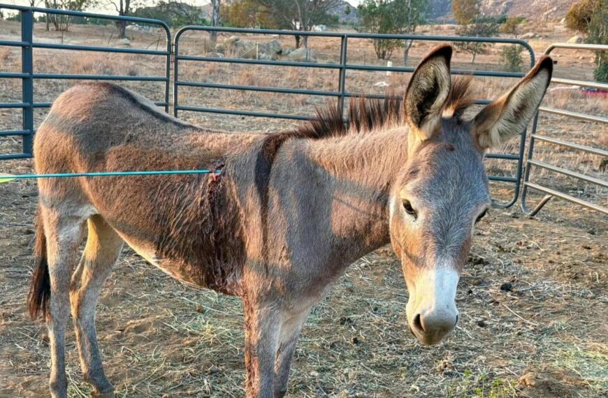 Donkey recovering after latest arrow attack on wild burros in California
