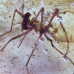 Discovery of insects trapped in amber sheds light on ancient Amazon rainforest