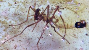 Discovery of insects trapped in amber sheds light…