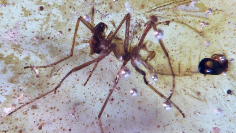 Discovery of insects trapped in amber sheds light on ancient Amazon rainforest