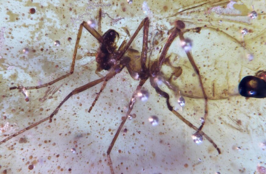 Discovery of insects trapped in amber sheds light on ancient Amazon rainforest