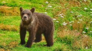 What to know about Fat Bear Week, and…