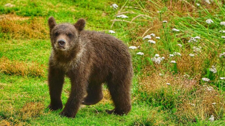 What to know about Fat Bear Week, and the brawny bruins ready to battle for the title