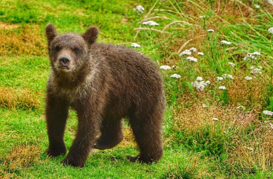 What to know about Fat Bear Week, and the brawny bruins ready to battle for the title