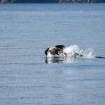 Endangered orca in Washington state seen carrying a dead calf