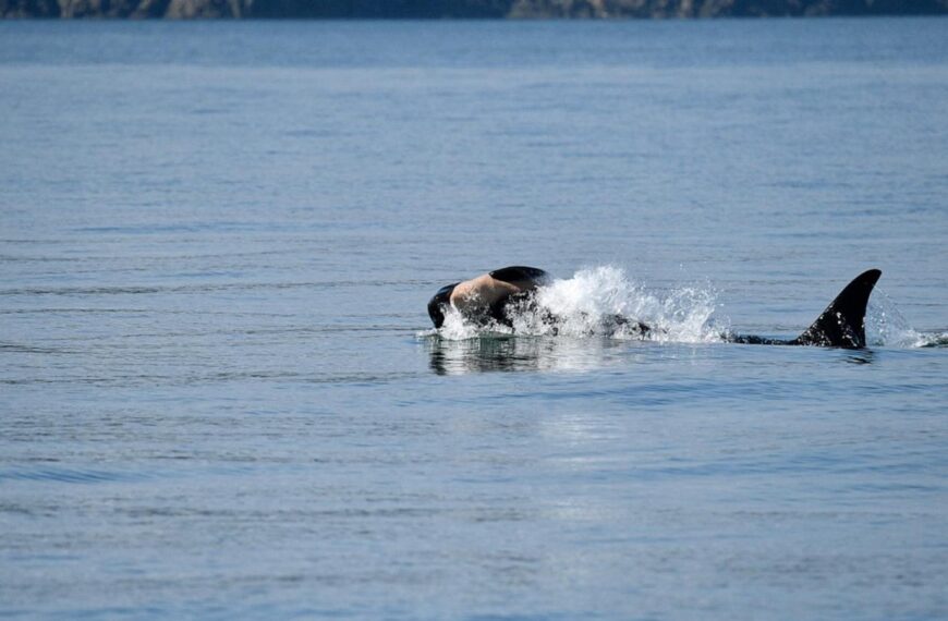 Endangered orca in Washington state seen carrying a dead calf