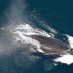 One of the world’s rarest whales that makes the Atlantic its home grows in population