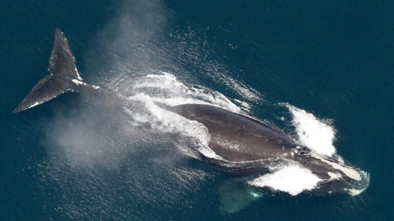 One of the world's rarest whales that makes the Atlantic its home grows in population