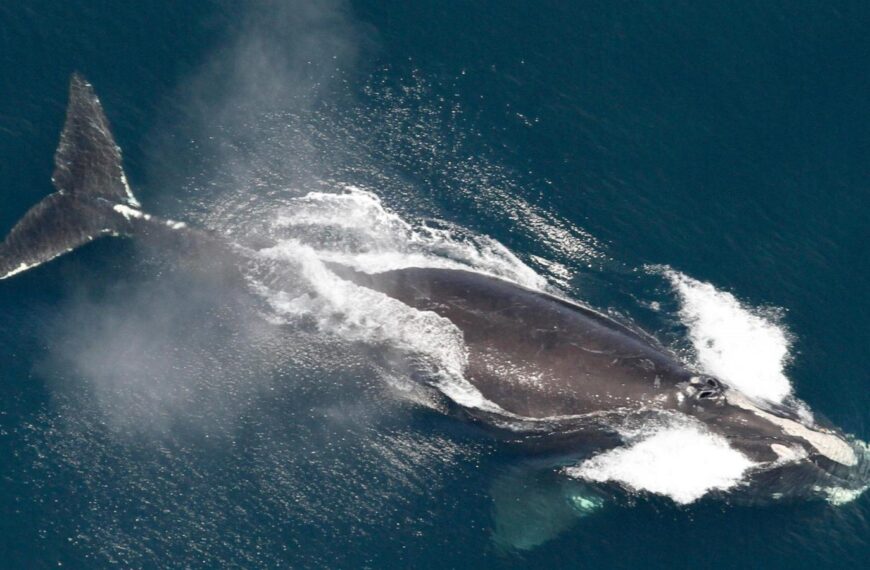 One of the world’s rarest whales that makes the Atlantic its home grows in population