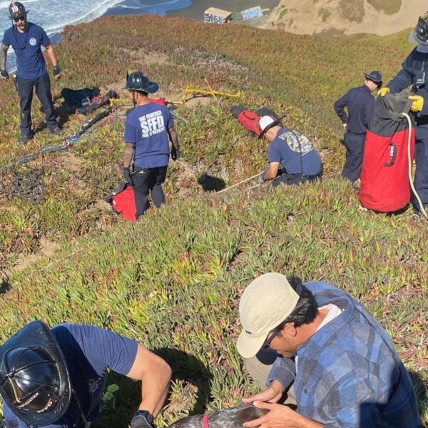 A San Francisco dog kisses rescuers after it’s…