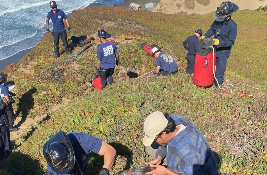 A San Francisco dog kisses rescuers after it’s plucked from the side of a cliff