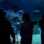 Florida’s Mote Marine Laboratory relocates hundreds of marine animals to new $130M facility