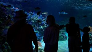 Florida’s Mote Marine Laboratory relocates hundreds of marine…