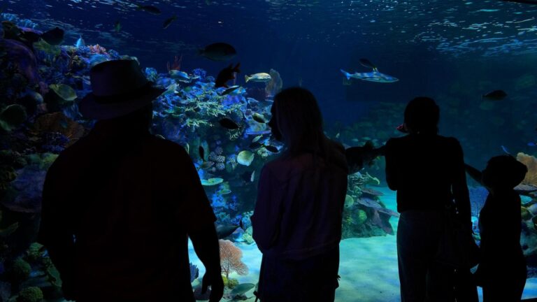 Florida's Mote Marine Laboratory relocates hundreds of marine animals to new $130M facility