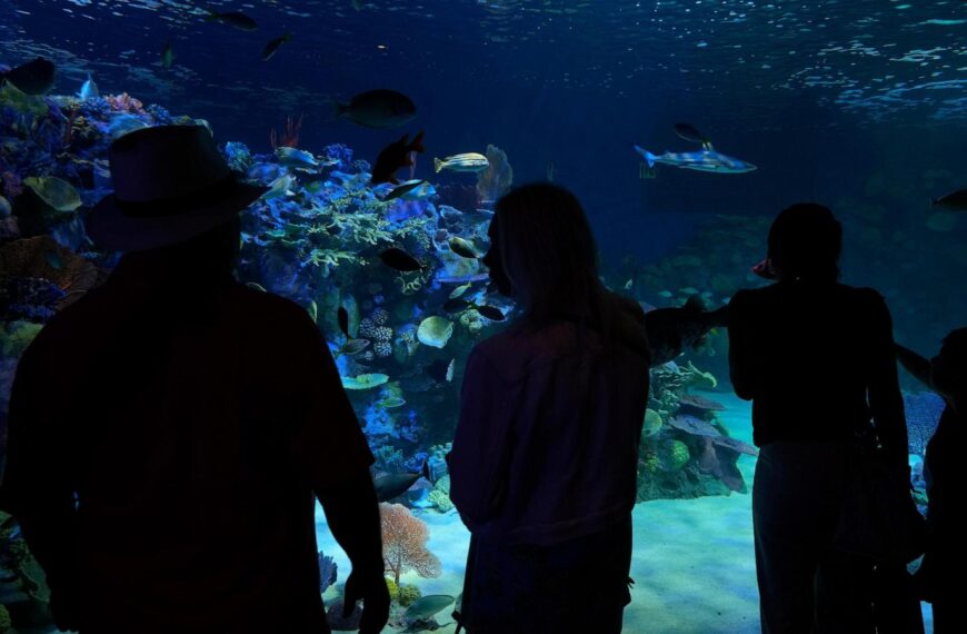 Florida’s Mote Marine Laboratory relocates hundreds of marine animals to new $130M facility