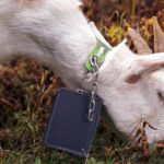 Livestock landscaping: Vermont ski areas employ goats and sheep to clear the slopes