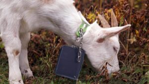 Livestock landscaping: Vermont ski areas employ goats and&hellip;
