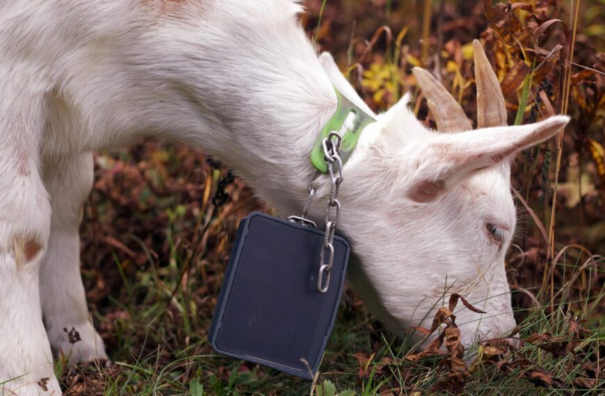 Livestock landscaping: Vermont ski areas employ goats and sheep to clear the slopes