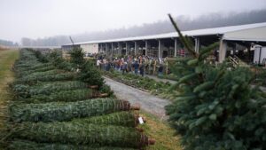 Christmas tree retailers find lots to like at&hellip;