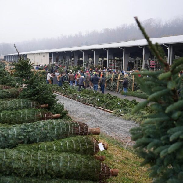 Christmas tree retailers find lots to like at&hellip;