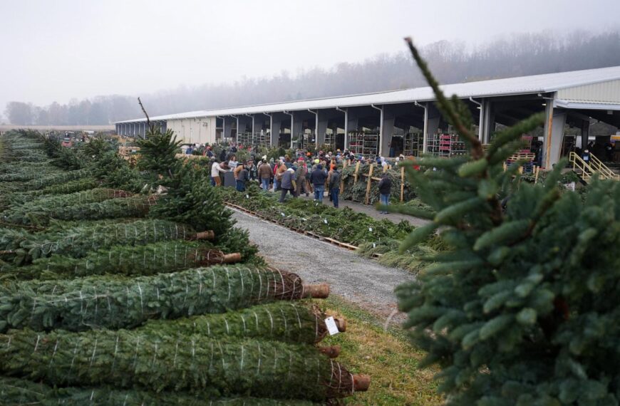 Christmas tree retailers find lots to like at&hellip;