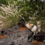 Hawaii’s Big Island bans feeding feral cats in an effort to help endangered native species