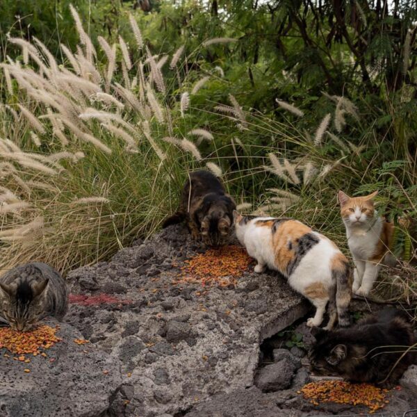 Hawaii’s Big Island bans feeding feral cats in&hellip;