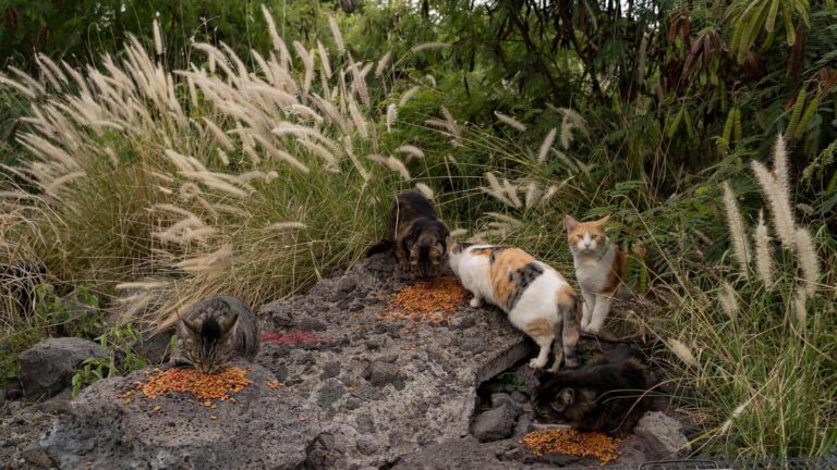 Hawaii's Big Island bans feeding feral cats in an effort to help endangered native species