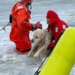 Rhode Island firefighters rescue a yellow Lab from an icy pond on New Year’s Day