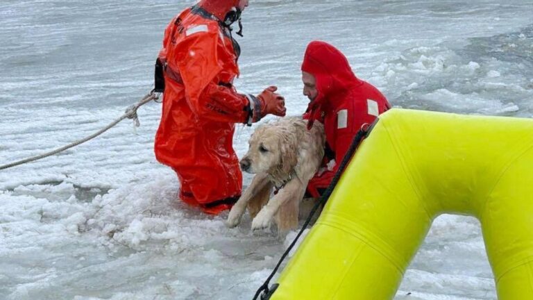 Rhode Island firefighters rescue a yellow Lab from an icy pond on New Year's Day